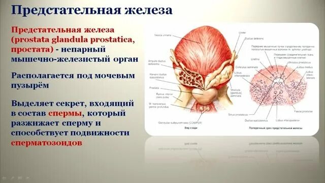 Фото предстательной железы мужчины расположение и описание МПС. РС. Заболевания мужской репродуктивной системы. Radiology Key. + Портал рад