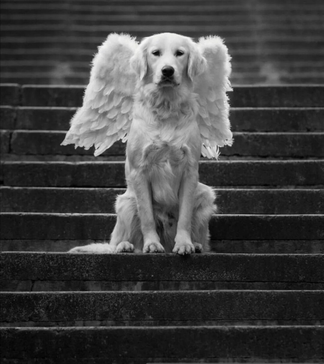 Какая душа у собаки. Собака ангел. Собака с крыльями. Красивые собаки. Собака с крыльями ангела.