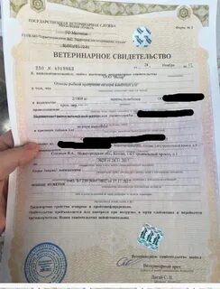 Срок ветеринарного сертификата