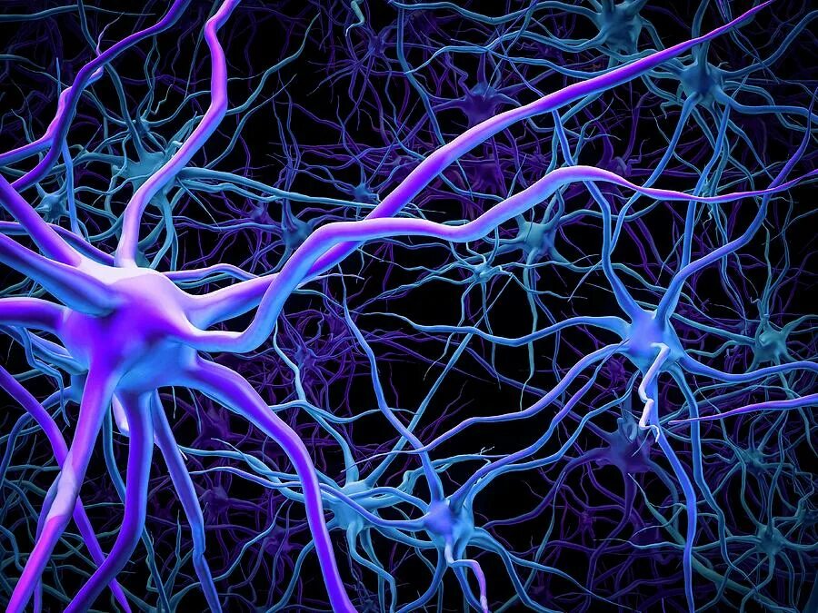 Neural system