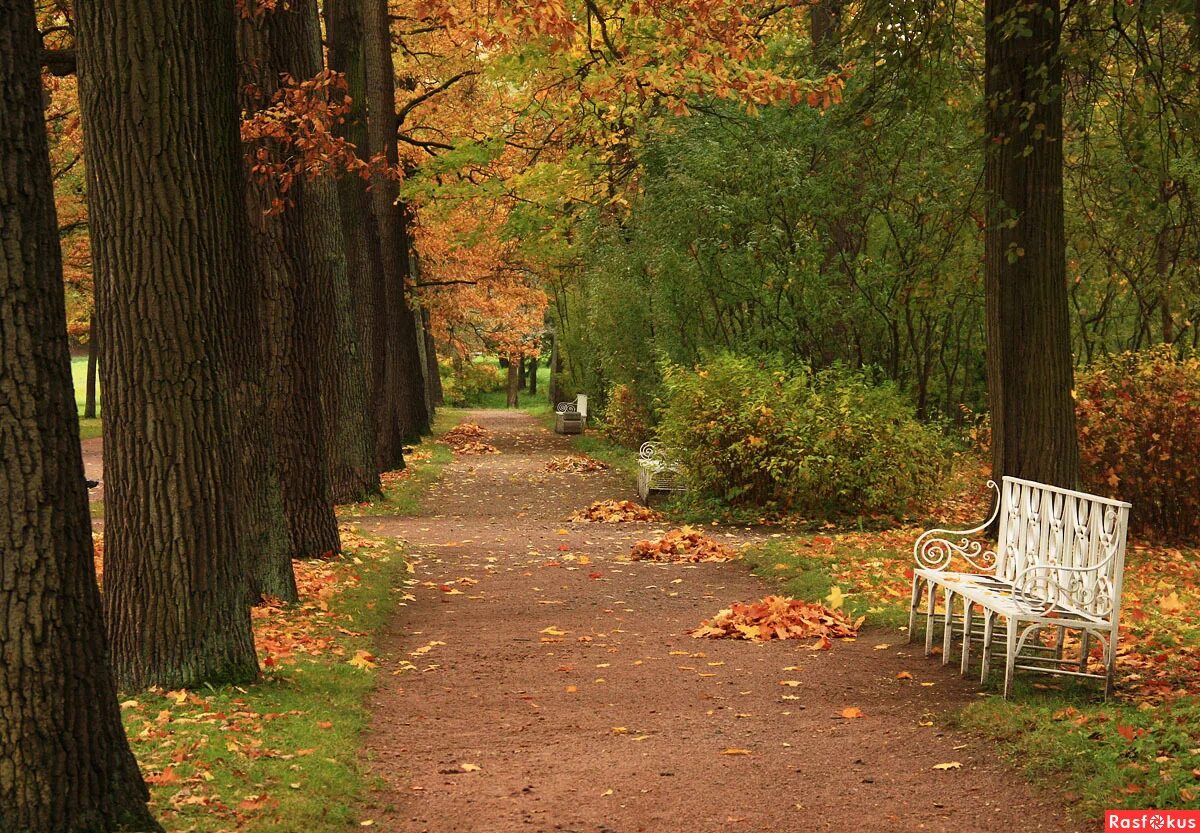 Погода аллеи. Старинные аллеи парка. парк культуры аллея парка осенью. полчаниновский приусадебный парк осень. город пушкино московская область липовые аллеи старый парк.
