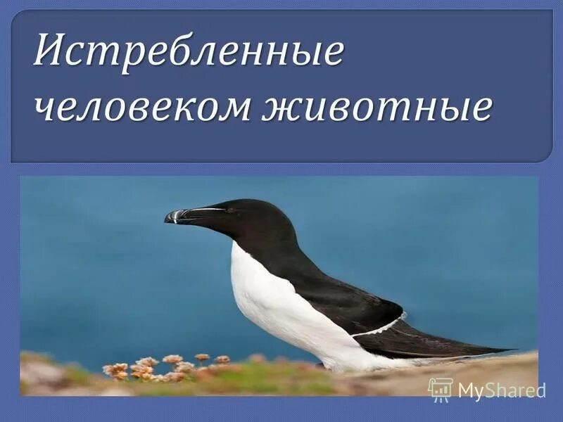 Животные истребленные человеком проект 5 класс