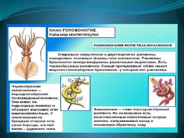 Брюхоногие моллюски покровы тела. Головоногие моллюски покровы. Класс головоногие форма тела. Форма раковины класс головоногие. Роль головоногих