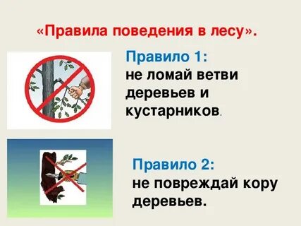 Не ломайте ветви деревьев какое предложение