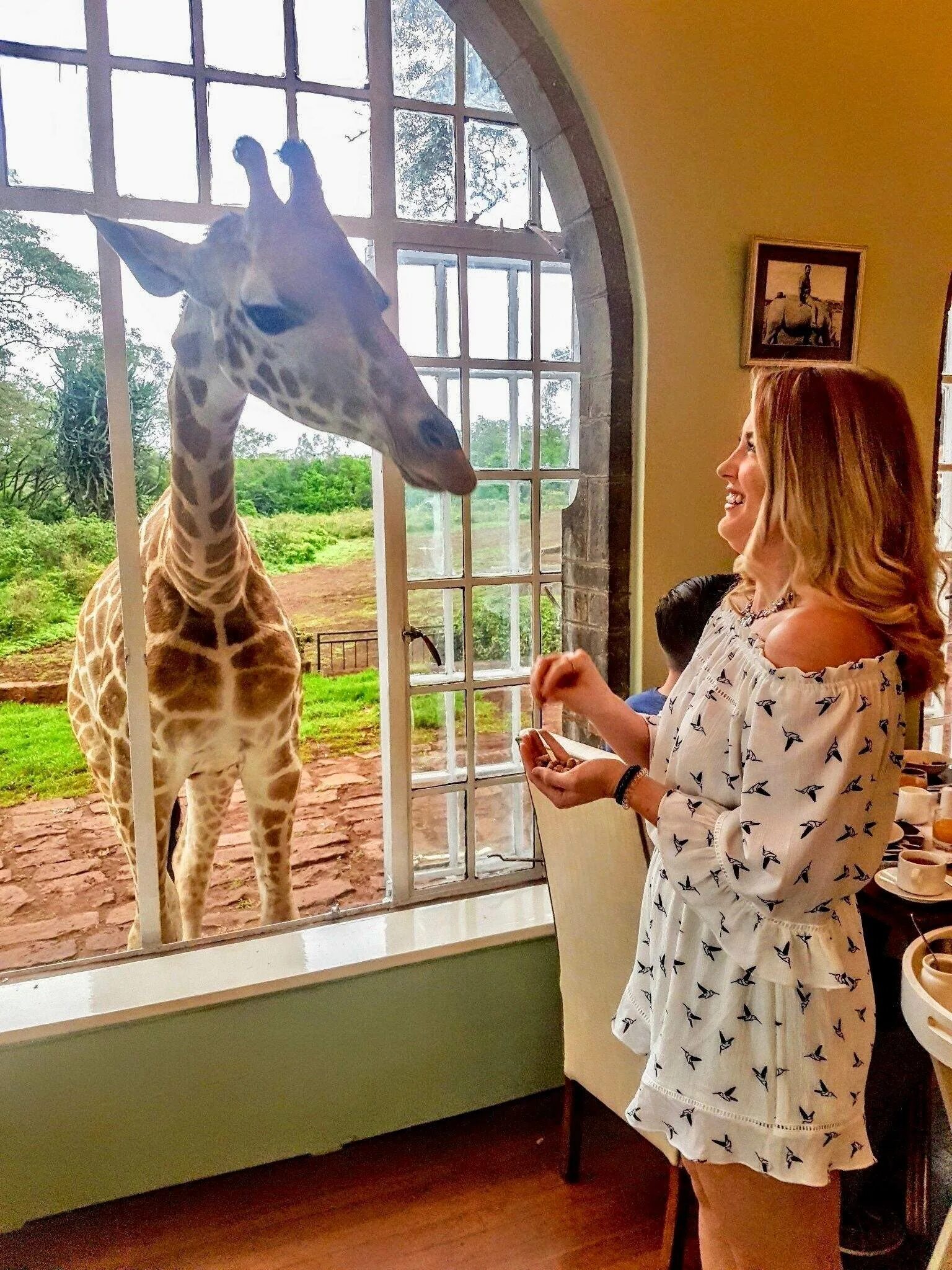 Жираф живет лет. Отель Giraffe Manor, Кения. Бутик-отель Giraffe Manor в Кении. Giraffe Manor Найроби. Занзибар отель с жирафами.