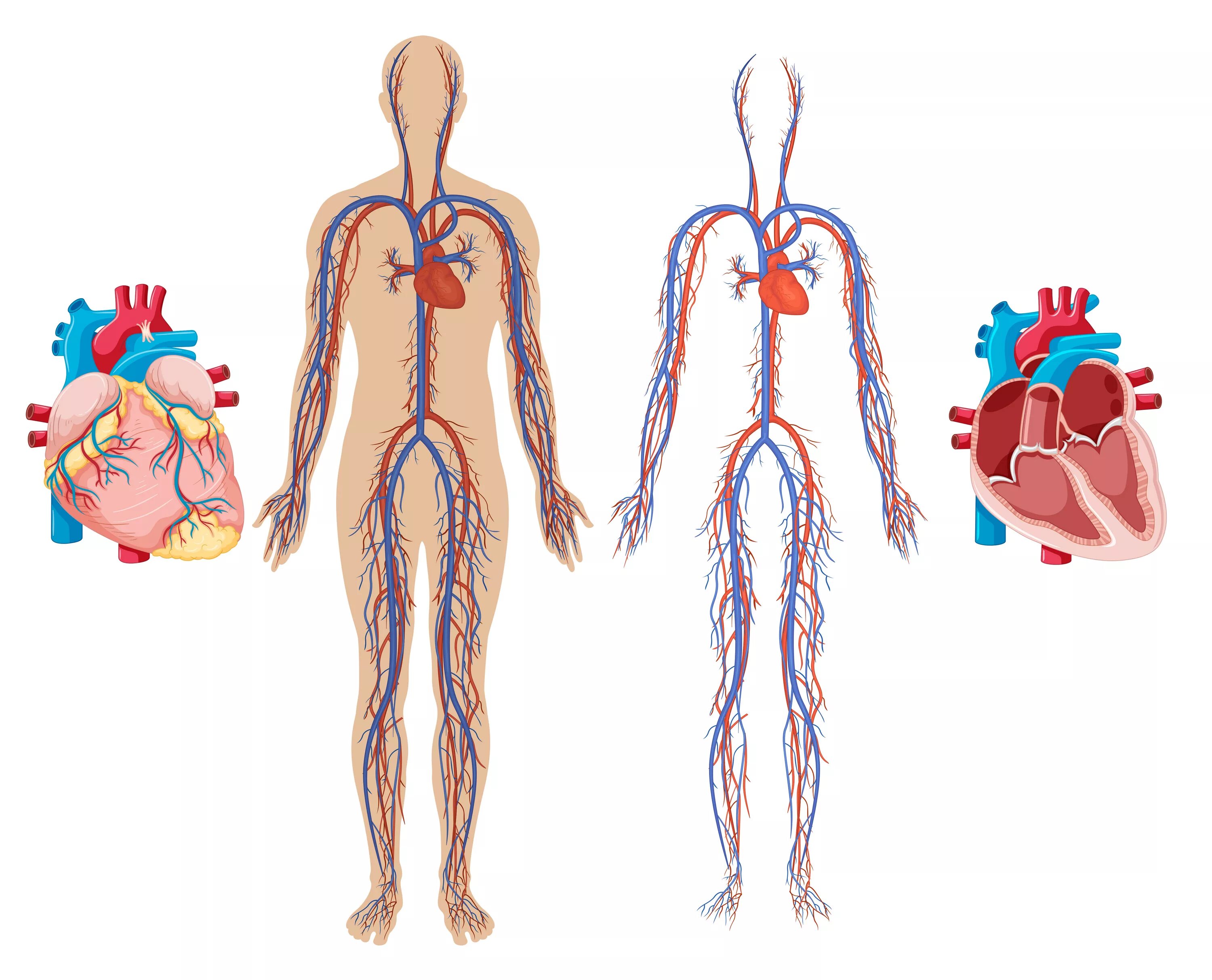 Сердечно-сосудистая система человека анатомия. Сердечно-сосудистая человека. Кровеносная система.