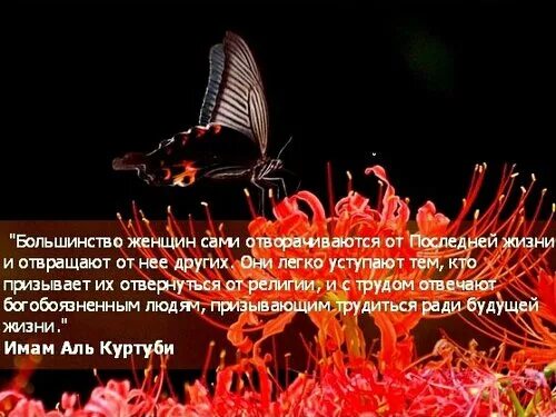 хадис про сглаз. хадисы о женщинах. хадис пророка про милостыню. красивые хадисы. хадисы достоверные.