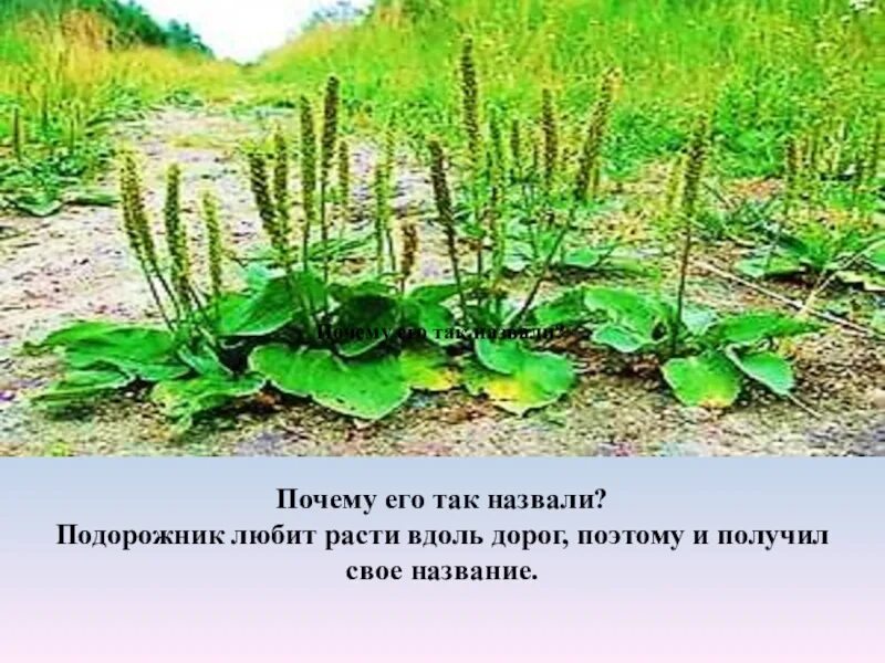 Подорожник Луговой. Подорожник растет вдоль дорог. Подорожник растет. Где растет подорожник. Подорожник так назван