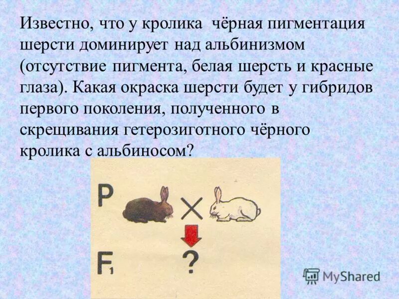 У собак жесткая шерсть доминантна мягкая рецессивна