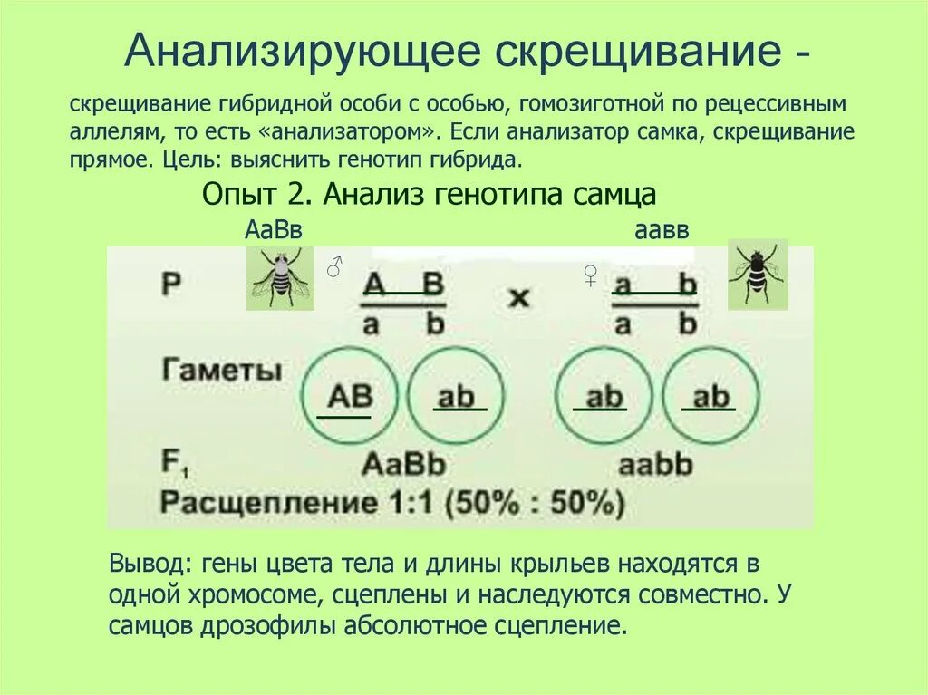 Гибридов первого поколения скрестили между собой. Анализирующее скрещивание дигибридное скрещивание. Сцепленное наследование генов и кроссинговер. Анализирующее скрещивание схема скрещивания. Анализирующее дигибридное скрещивание схема.