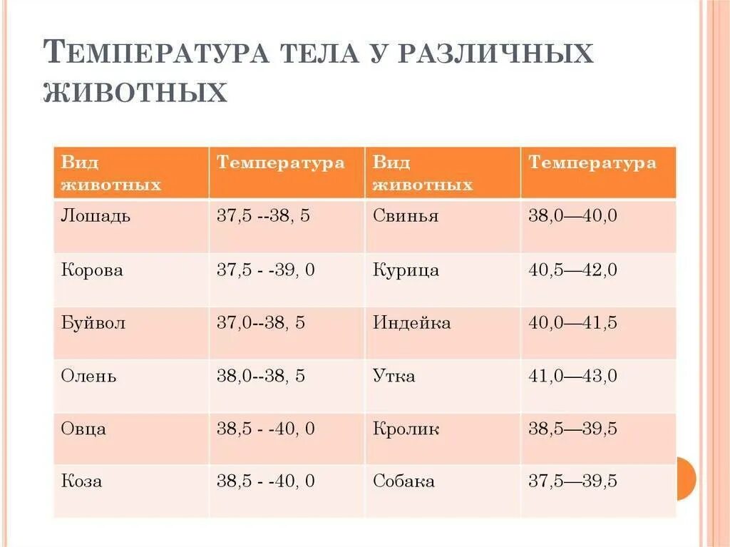 Температура кошки 39 5. Нормальная температура животных разных видов. Температура животных в норме таблица. Нормальная температура тела домашних животных таблица. Температура лошади в норме.