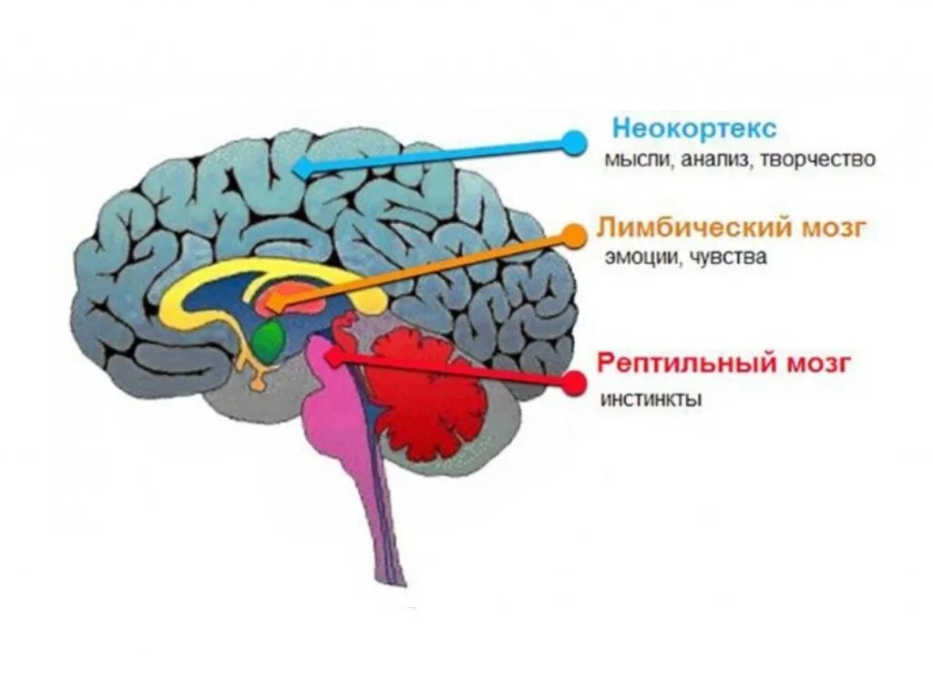 3 слоя мозга. Рептильный мозг и неокортекс. Рептильный мозг и лимбическая система. Строение мозга человека неокортекс. Строение мозга человека неокортекс лимбическая система.