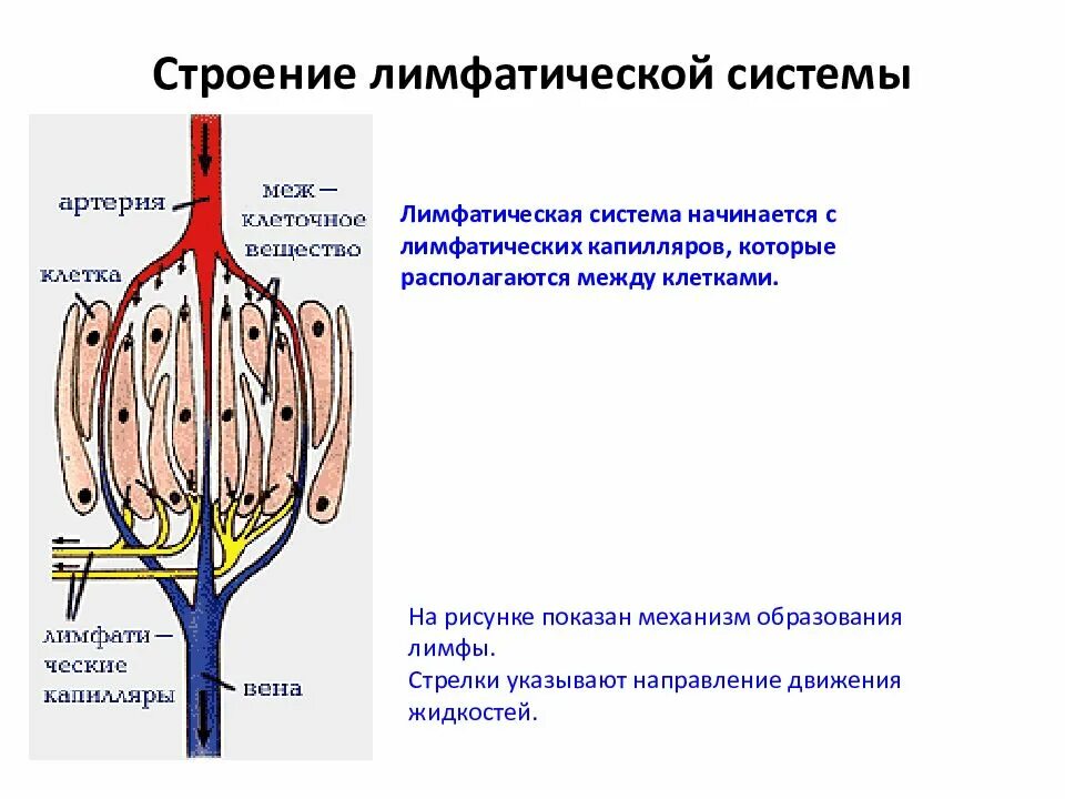 Процессы происходящие в лимфе