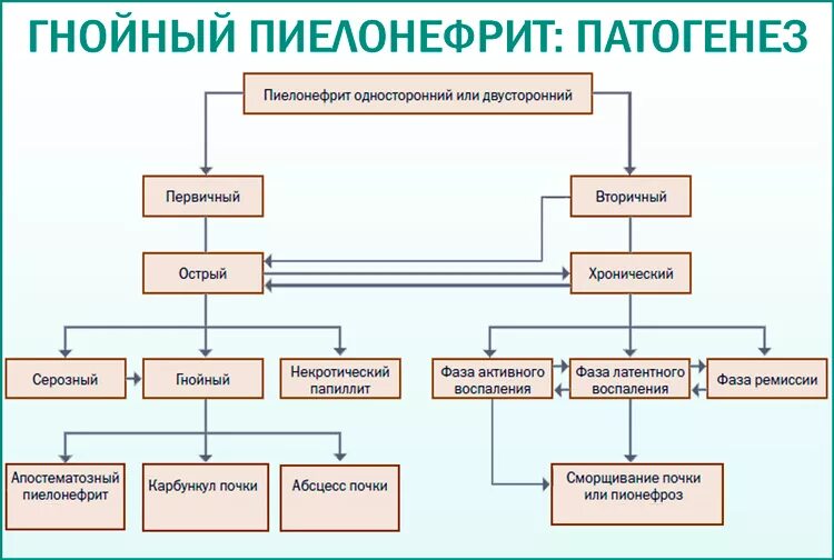 Необструктивный хронический пиелонефрит связанный. Патогенез хронического пиелонефрита схема. Патогенез острого пиелонефрита схема. Патогенез развития хронического пиелонефрита. Патогенез вторичного пиелонефрита.