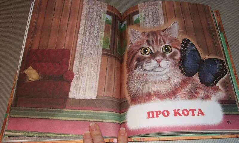 Человек кот книга. Большая кошачья книга. кот с книжкой. большая книга про кошек. книги про больших кошек.