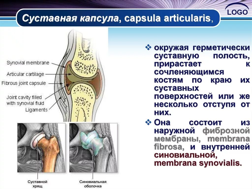 Строение сустава суставная капсула. Фиброзная мембрана суставной капсулы. Синовиальная капсула коленного сустава. Суставная жидкость состоит из. Функции фиброзной оболочки