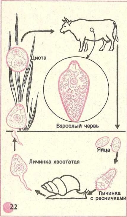 Развитие червей сосальщиков. Жизненный цикл печеночного сосальщика рисунок. Жизненный цикл печеночного сосальщика. Цикл развития сосальщика рисунок. Схема размножения печеночного сосальщика.