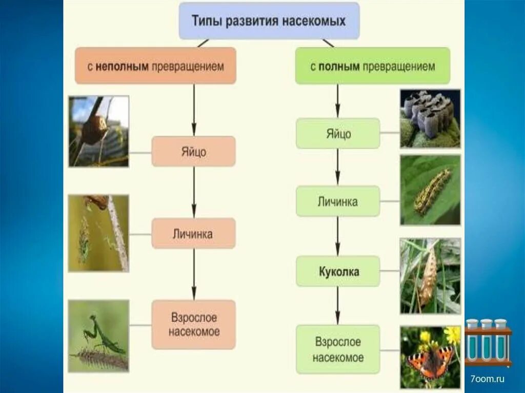 Насекомое развивающееся с неполным превращением. Типы развития насекомых схема. Стадии развития насекомых с полным и неполным превращением. Полное превращение и неполное превращение. Развитие с неполным превращением таблица.