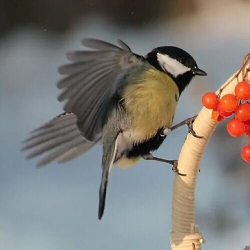 Большая синица parus major. Большая синица и синица лазоревка. Зинзивер синица. Большая синица и синица лазоревка. Синицы всеядные птицы.