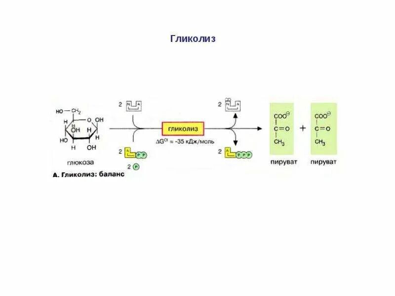 Схема гликолиза биохимия. Гликолиз схема. Включение углеводов в гликолиз. Упрощенная схема гликолиза.