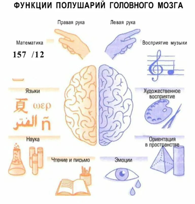 Большие полушария функции таблица. Полушария головного мозга. Функции левого полушария головного мозга. Функции левого и правого полушария головного мозга. Полушария головного мозга таблица.