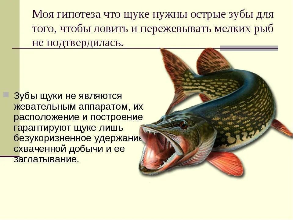 Внешнее строение рыбы щуки. Строение щуки. щука обыкновенная. строение рыбы щуки. щука описание рыбы.