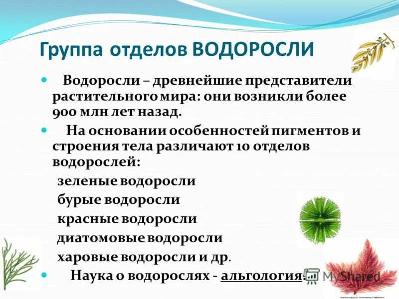 Водоросли сведения. Водоросли доклад 5 класс биология. Доклад на тему водоросли 5 класс биология. Доклад по биологии 5 класс на тему водоросли. Доклад про водоросли 5 класс по биологии.