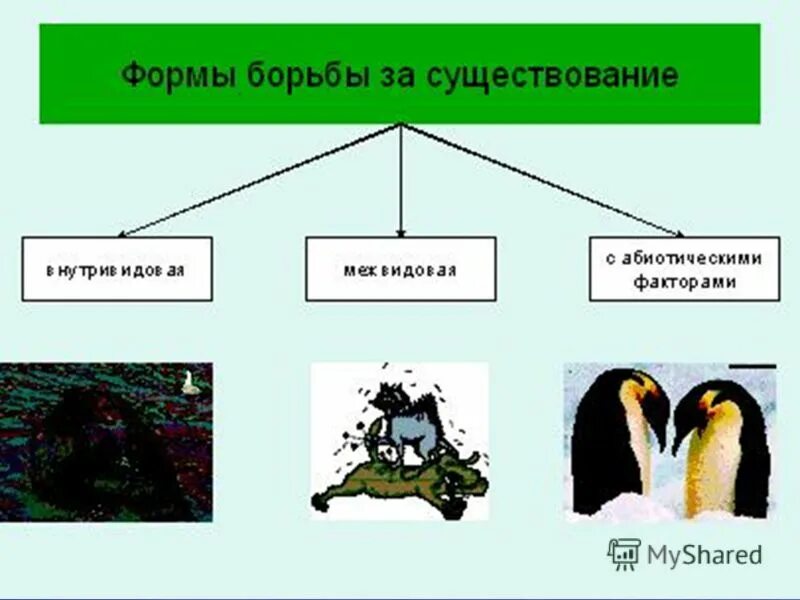 Виды борьбы за существование. Борьба за существование формы борьбы. Борьба за существование схема. Формы борьбы за существование схема. Формы борьбы за существование биология таблица