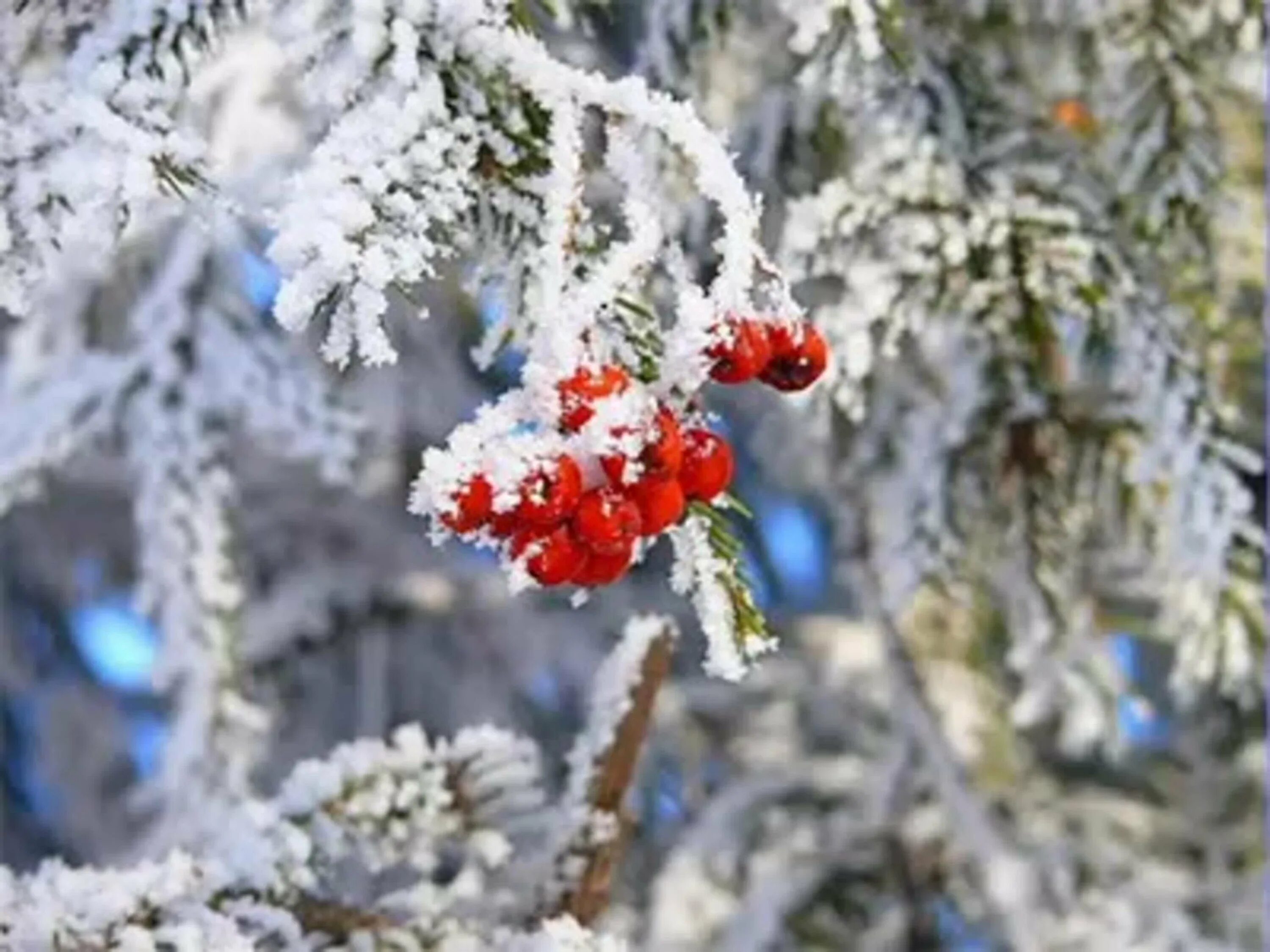 День второго января. Рябина зимой. Иней на ветках. Рябина на морозе. 3 Февраля народный календарь.