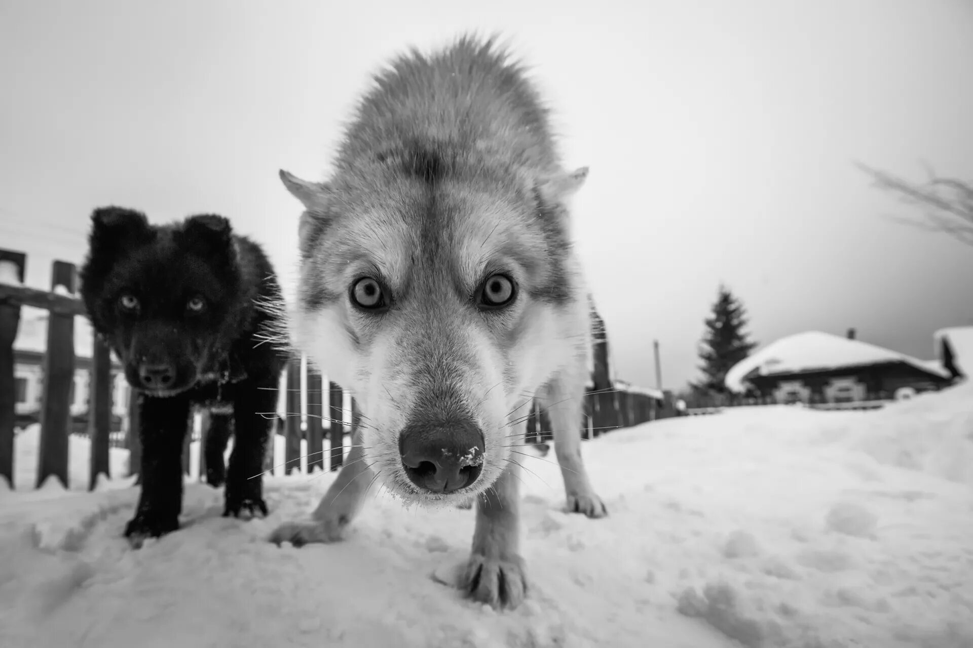 Dog village. Бездомные собаки в деревне. Бездомные зимой в деревне собаки. Собака в деревне зимой.