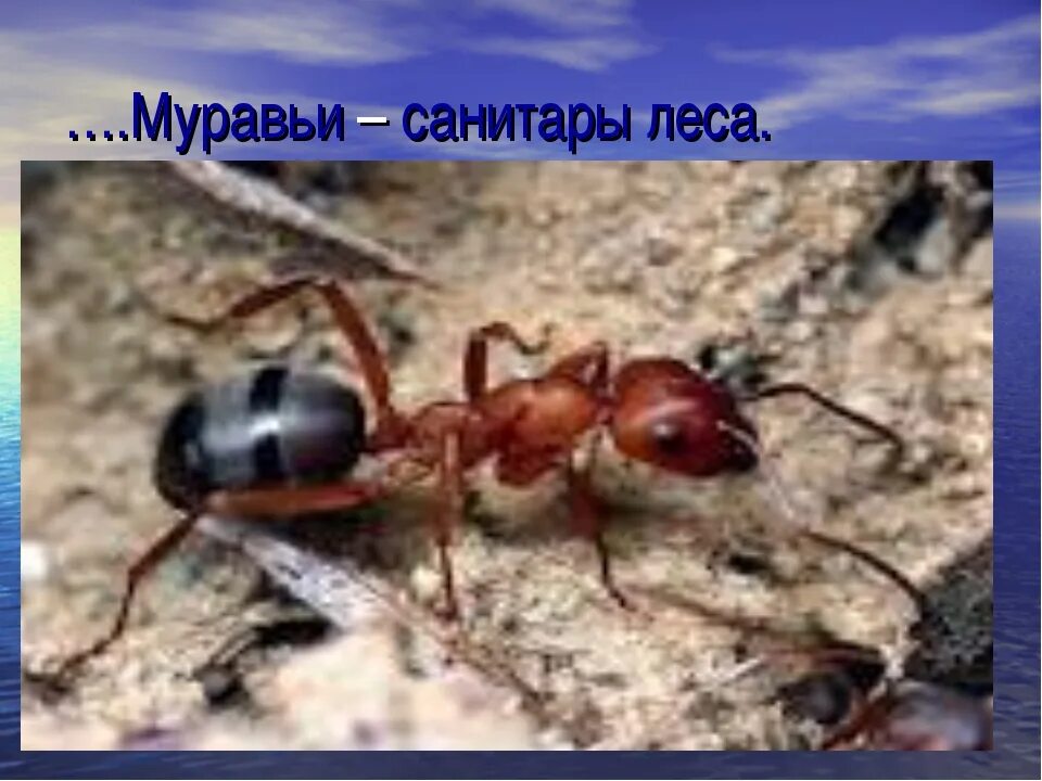 Определите тип развития животных рыжий лесной муравей. Муравьи санитары. муравьи лесные санитары. рыжий лесной муравей. насекомые санитары леса.