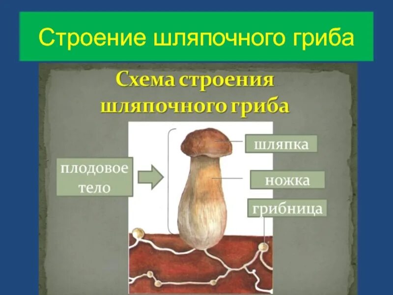 Главной частью шляпочного гриба является. Грибы строение шляпочных грибов. Строение шляпочных грибов. Плодовое тело шляпочного гриба. Шляпочные грибы разнообразие.