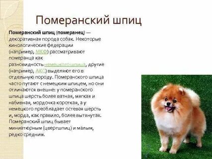 Плюсы собаки шпиц