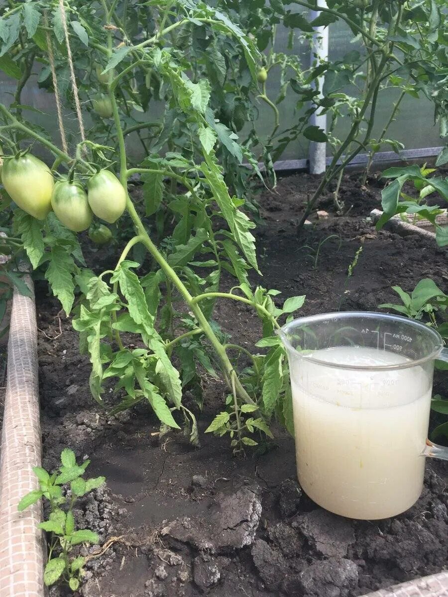 Сколько раз поливать помидоры. Помидоры в огороде. Помидоры в грунте. Подкормить помидоры. Помидоры подкормка удобрения.