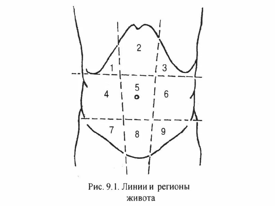 Определите области живота. Области живота. Линии и области живота. Топография живота области. Линии живота анатомия.