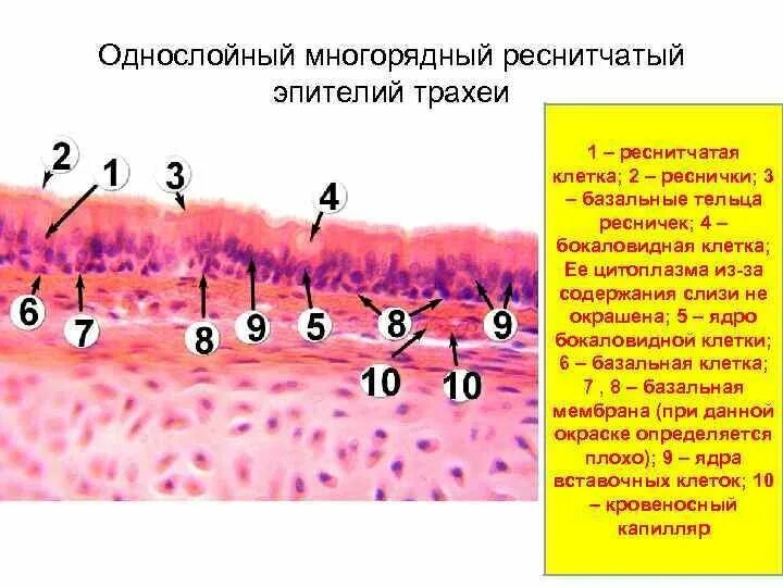 Однослойный многорядный столбчатый эпителий трахеи. Многорядный мерцательный эпителий гистология препарат. Строение однослойного многоядерного мерцательного эпителия. Однослойный многорядный реснитчатый эпителий трахеи.