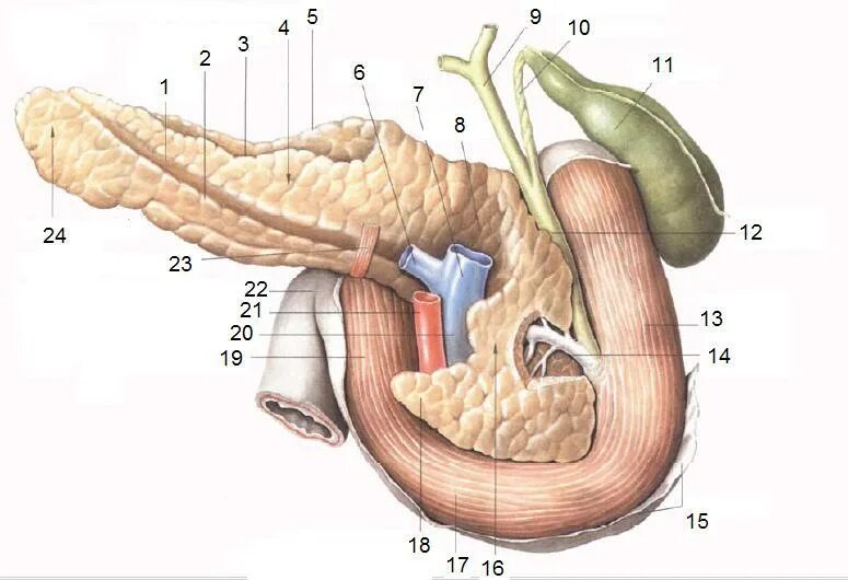Орган имеет протоки открывающиеся в двенадцатиперстную кишку. Двенадцатиперстная кишка и поджелудочная железа. 12 Перстная кишка и поджелудочная железа. Топография протока поджелудочной железы. 12 Перстная кишка печень поджелудочная железа.