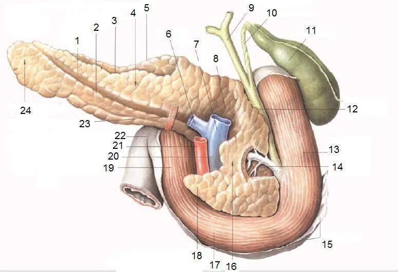 Желудок желчный пузырь поджелудочная железа. Двенадцатиперстная кишка и поджелудочная железа. 12 Перстная кишка и поджелудочная железа. Топография протока поджелудочной железы. 12 Перстная кишка печень поджелудочная железа.