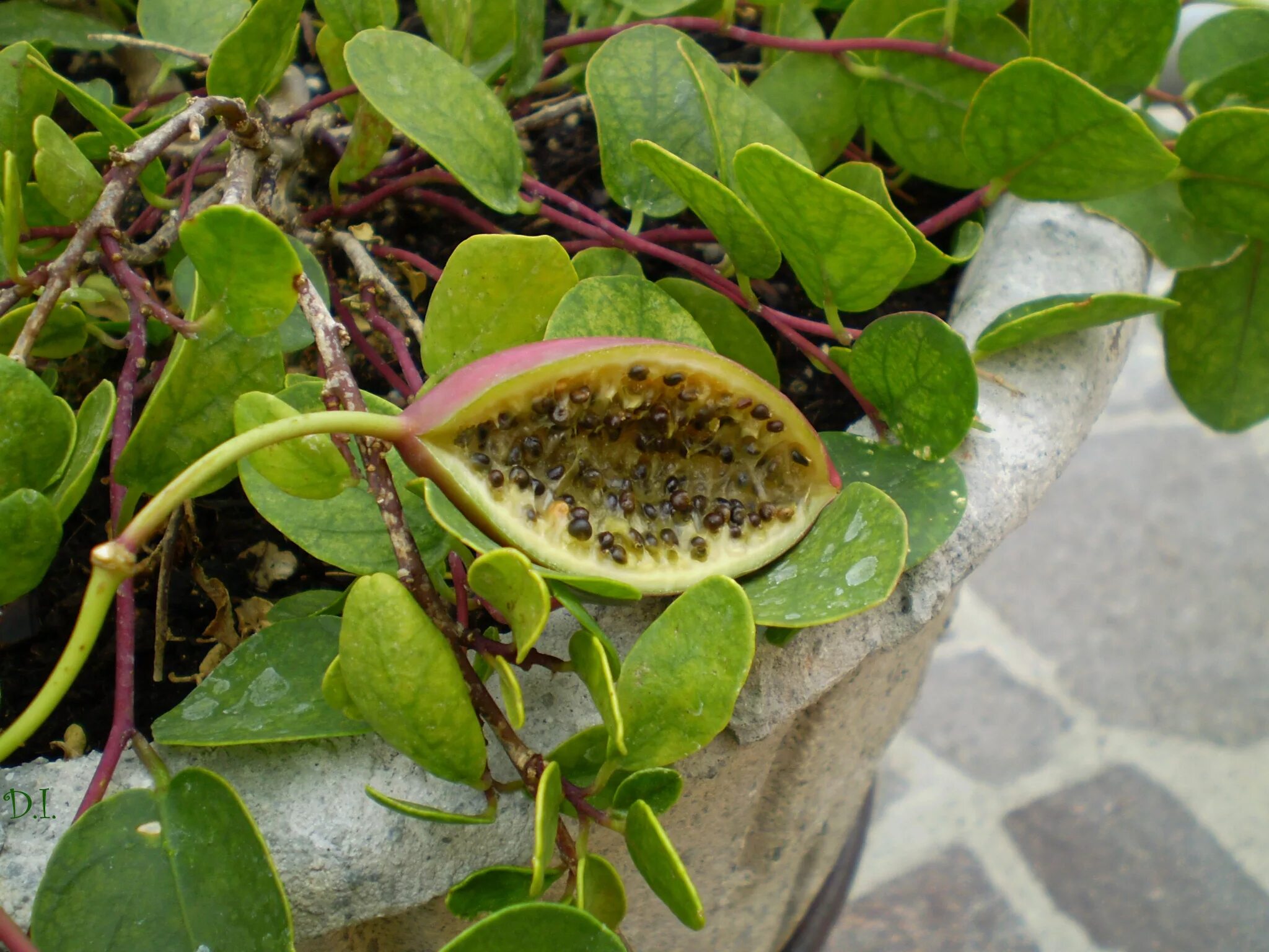 Каперсы растение. Каперсы колючие. Каперсы кустарник. Каперсы Capparis spinosa.