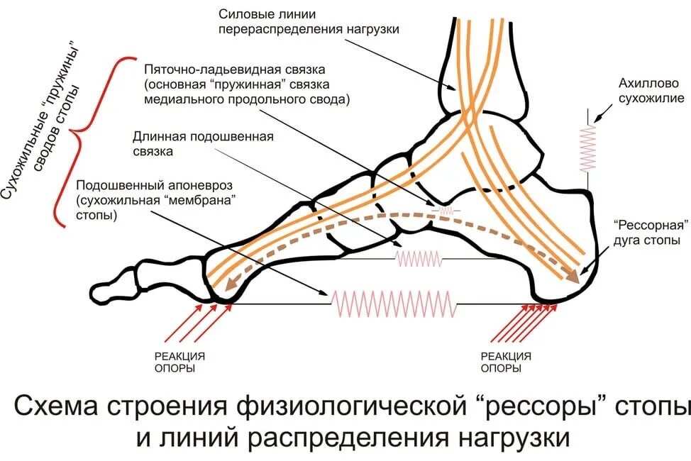 Облегченная стопа. Строение стопы человека вид снизу. Суставы стопы топанатомия схема. Строение стопы человека схема анатомия. Кости и связки стопы анатомия человека.