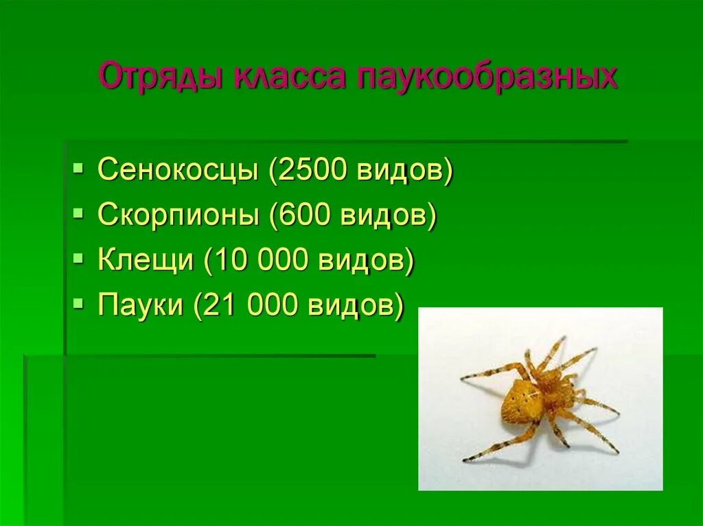 Многообразие паукообразных презентация. Класс паукообразные отряд сенокосцы. паукообразные 7 класс биология. класс паукообразные 7 класс биология. отряды паукообразных биология 7 класс.