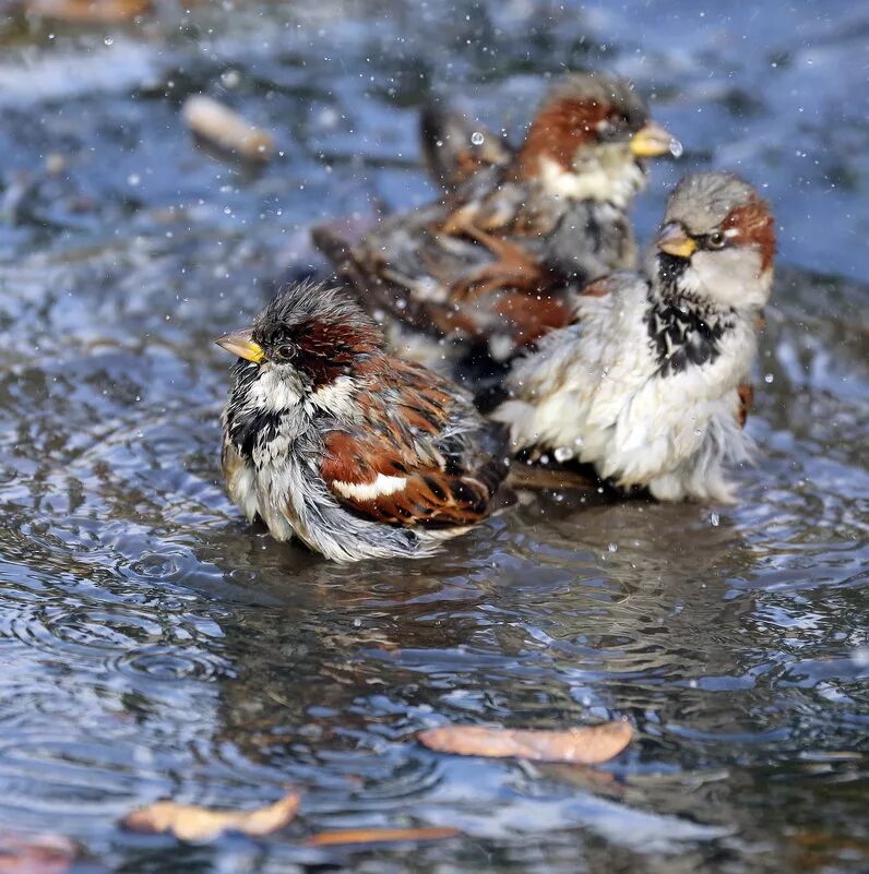 птицы в луже. воробей в луже. воробушек купается. воробьи купаются. воробей в луже.