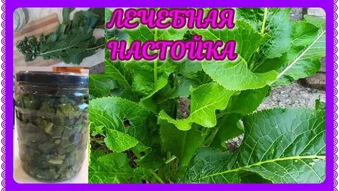Польза настойки хрена
