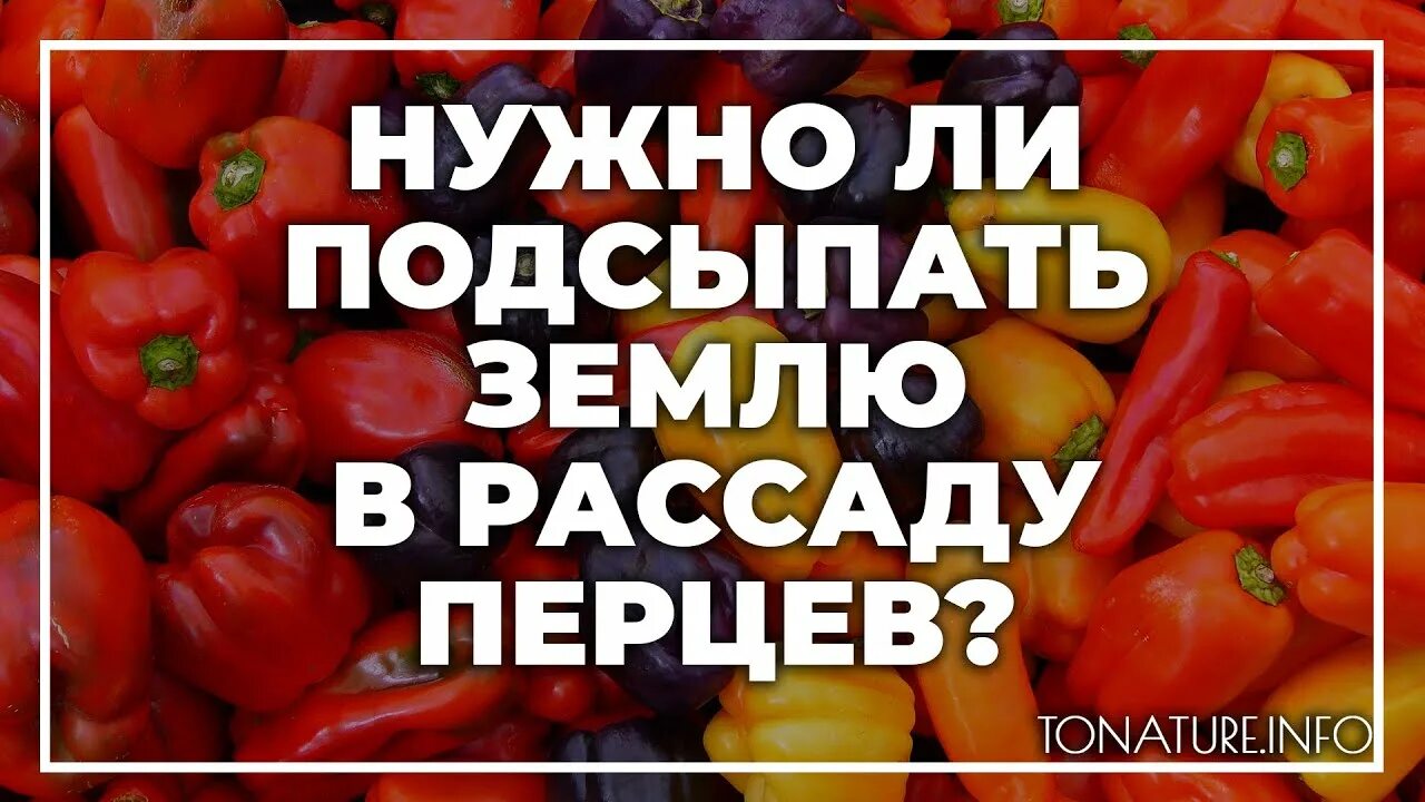 Можно ли подсыпать землю в рассаду перца. Можно ли подсыпать рассаду перца. Надо ли подсыпать землю в рассаду помидор. Нужно ли подсыпать землю в рассаду перцев. Когда подсыпать рассаду перцев.