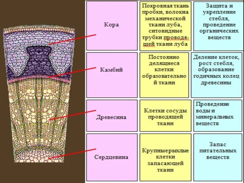 Внутреннее строение стебля функции. Внутреннее строение стебля древесина функции. Образовательная ткань камбий покровная ткань. Функция коры стебля растения. Лабораторная работа строение стебля 6.