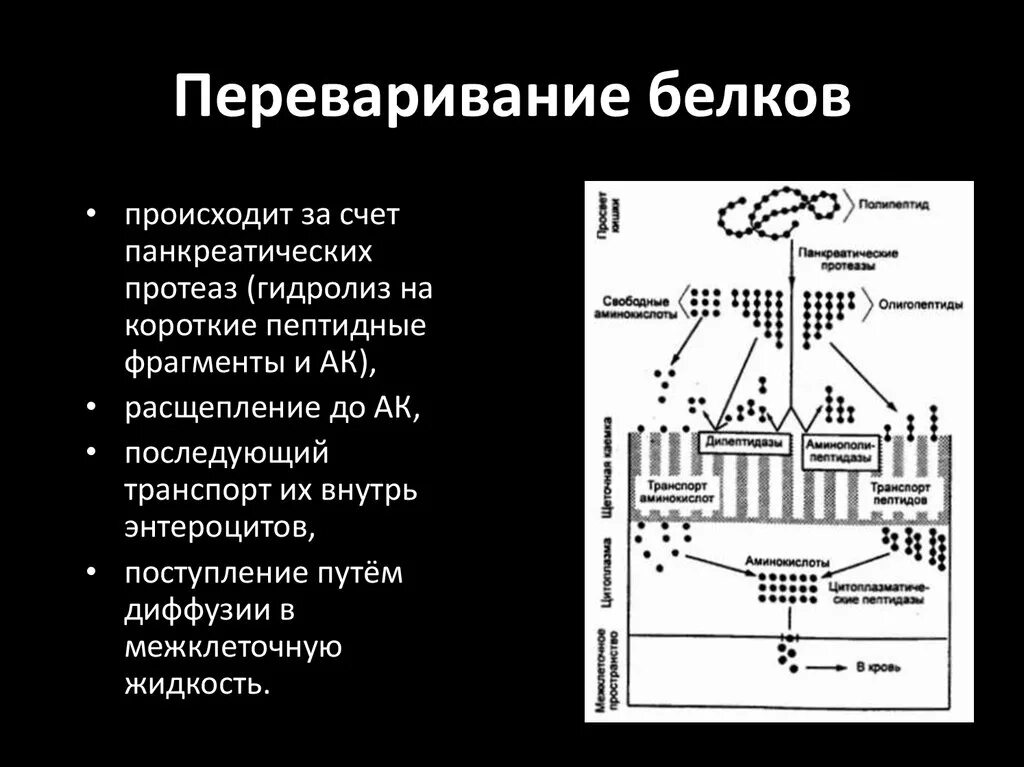 Транспорт белка происходит. Переваривание белков. НЕПЕРЕВАРИВАНИЕ белков. Переваривание белков происходит в. Переваривание белков осуществляется в.