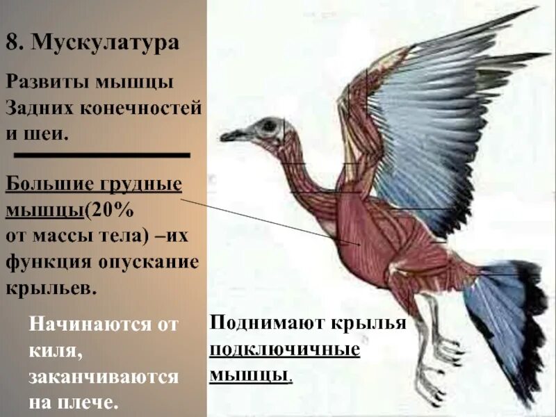 Мышцы птиц. Мускулатура птиц. Мышцы поднимающие Крылья. Мышцы птицы анатомия. Особенности расположения строения и работы мышц птиц