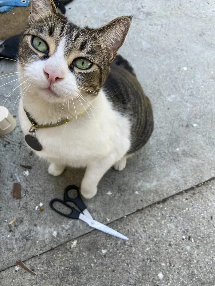 Кошка украла. Кот воришка. Кошка ворует. Кошка ворует. Котик воришка.