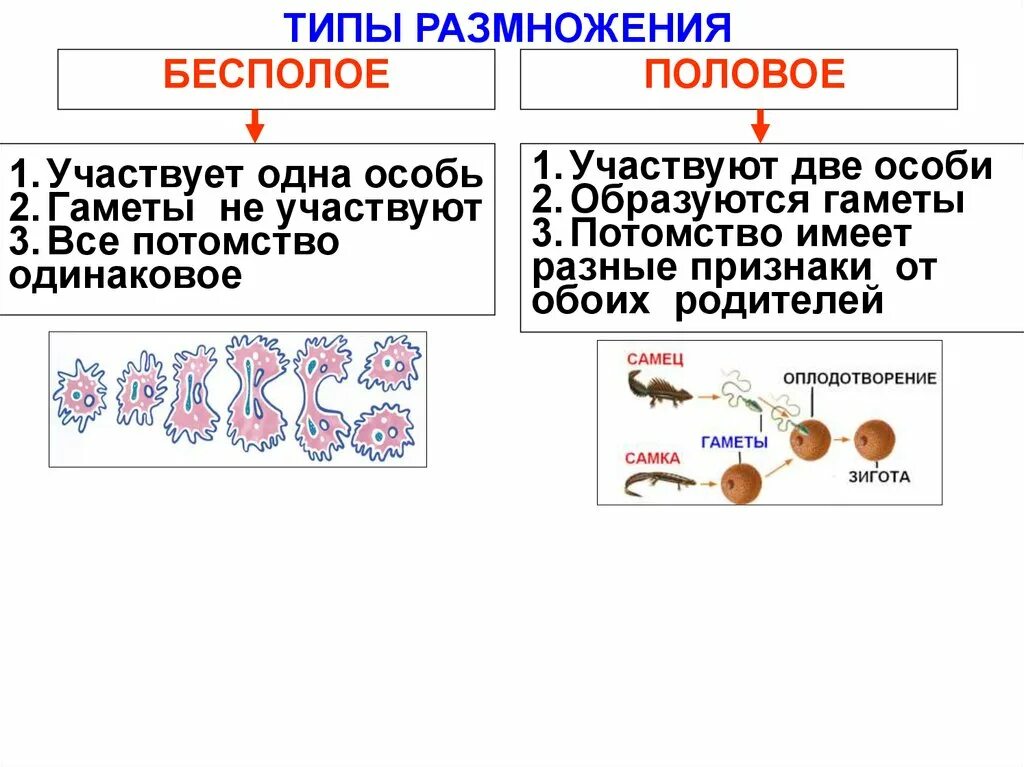 Назовите тип размножения