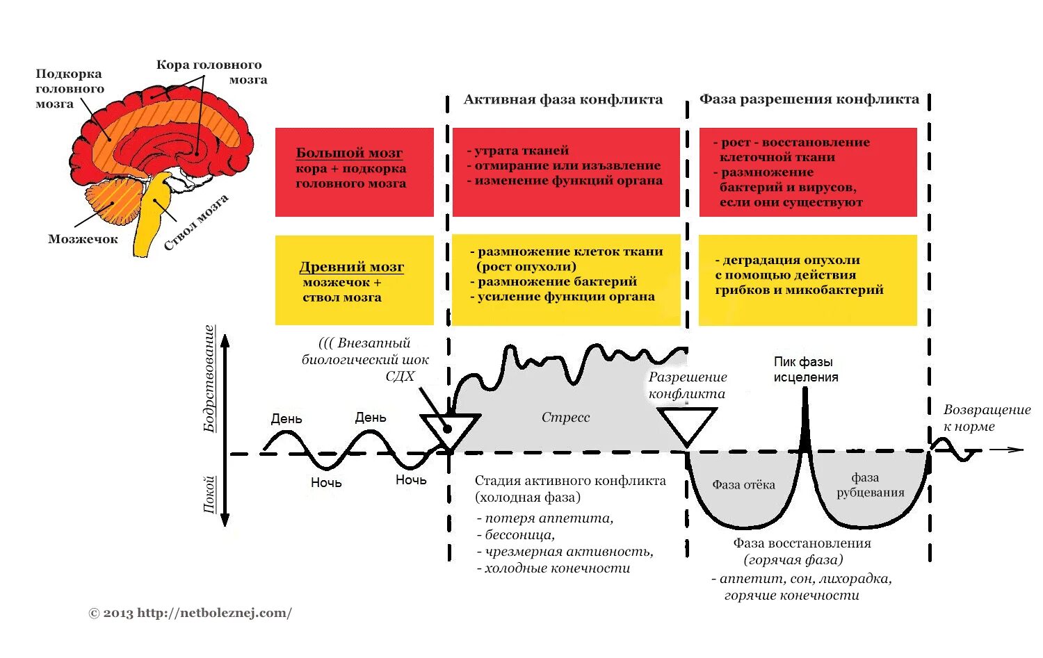 германская новая медицина доктора хамера. 5 биологических законов. новая германская медицина таблица. 5 биологических законов доктора хаммера. 5 биологических законов доктора хаммера.